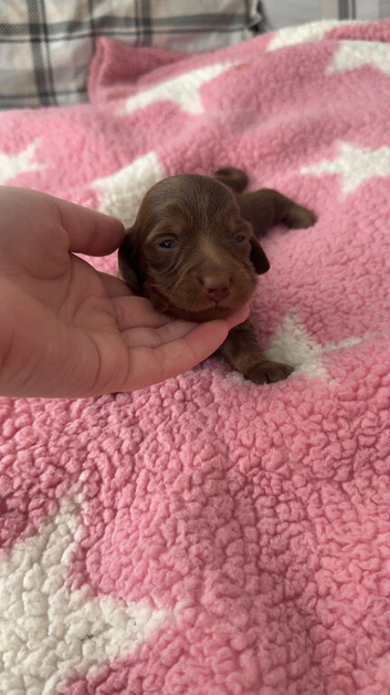 3 female sausage dogs long haired