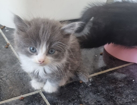 STUNNING RAGDOLL CROSS KITTENS - ABSOLUTELY GORGEOUS!