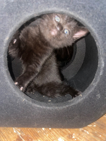 Black kittens with Taby patterns with grey