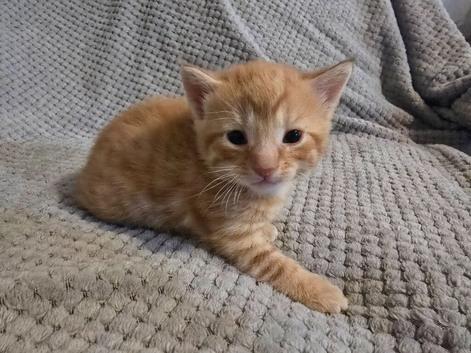 5 beautiful kittens