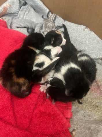 4 stunning kittens ready to go September