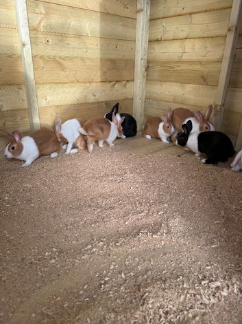Baby Dutch rabbits for sale
