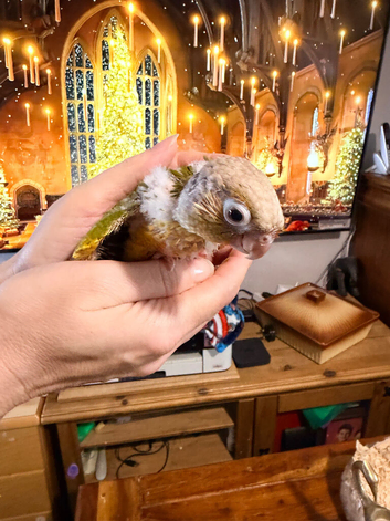 Beautiful baby pineapple conures ready by mid to end of October