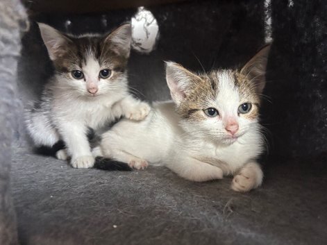 Kittens looking for a new home