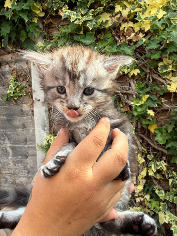 Maine coon