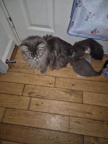 Maincoon x bsh