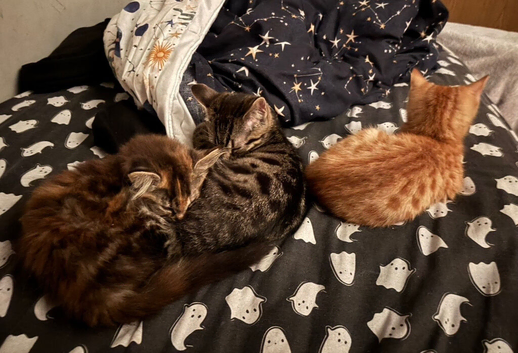 Gorgeous kittens available!