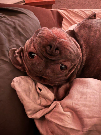 French bulldog needs a forever home