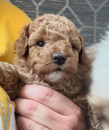 Cockapoo puppy&rsquo;s