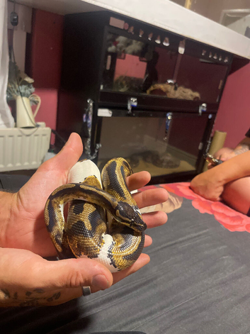 Male special pied bold
