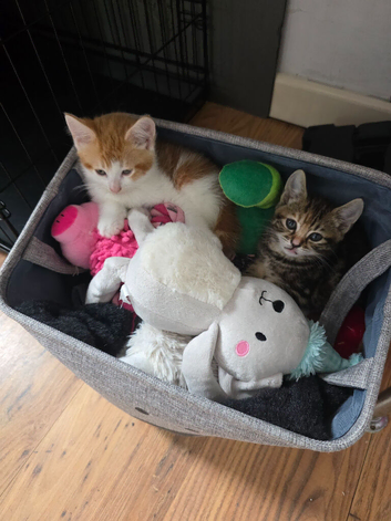 Kittens