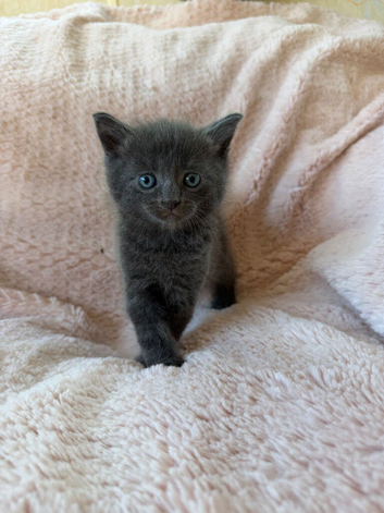 Beautiful kittens For Sale
