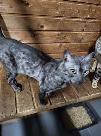 Bengal for sale Peterborough