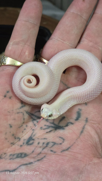 2026 leucistic hognose