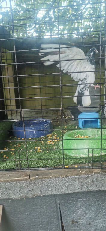 Pakistani pigeon for sale