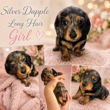 Miniature dachshund puppies