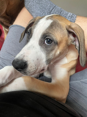 Last of a litter Mastiff Lurcher