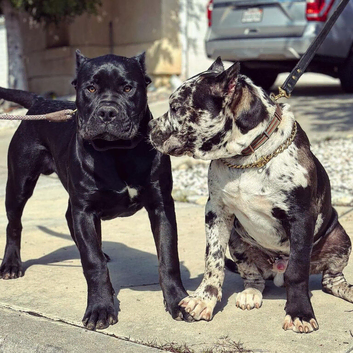 Cane Corso puppy ready