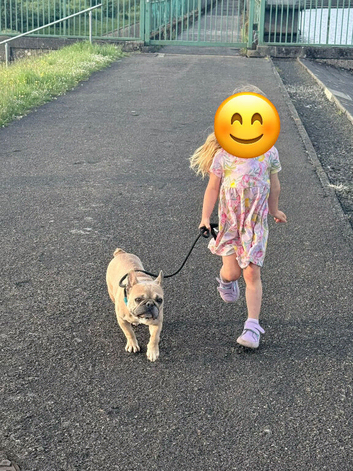 Unwillingly have to rehome our wee frenchie