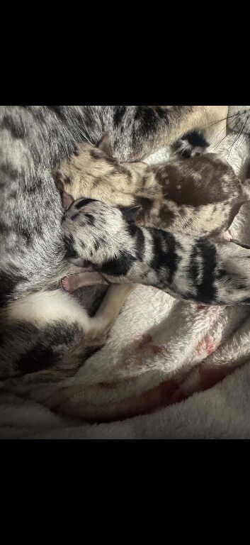Stunning Merle Male Chihuahua Puppy
