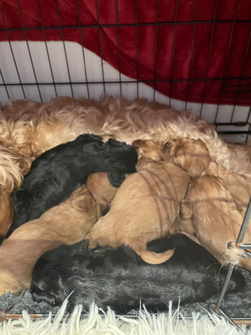 Cavapoo