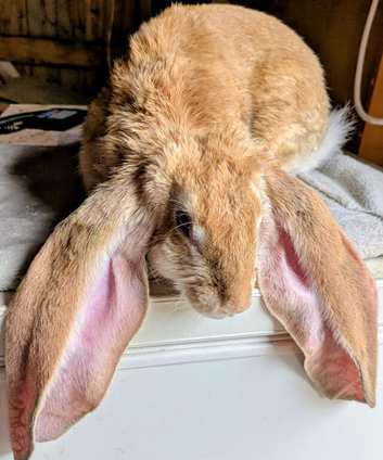 English lop female