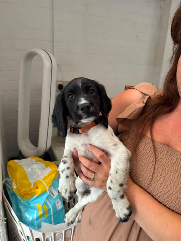 English springer spaniel puppies ready 17/07