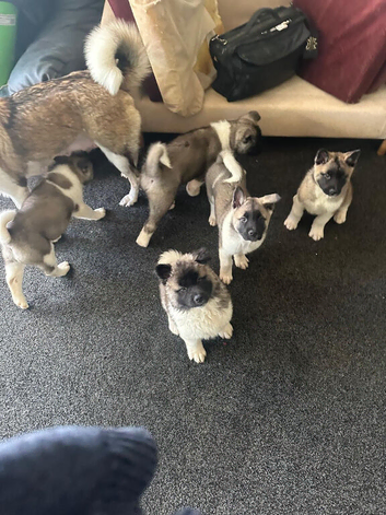 9 week old akita puppies