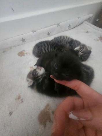 Tabby kittens