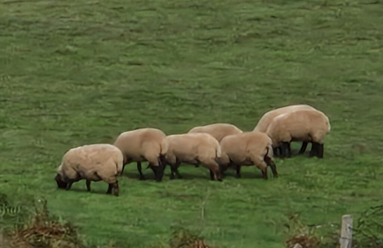 Suffolk weather lambs.