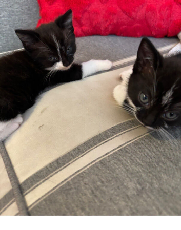 Kittens for sale