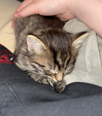 2 Boy kittens for sale
