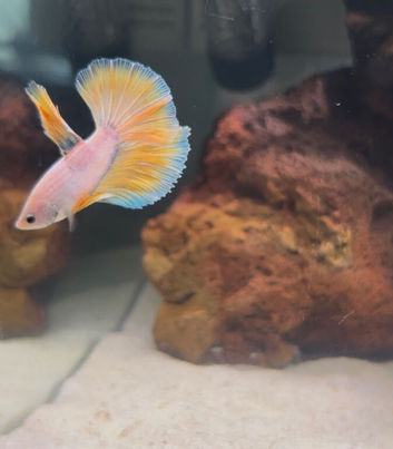 Betta Sale!!