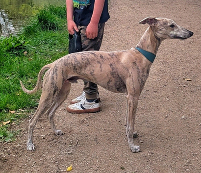 KC registered fawn brindle whippet for stud