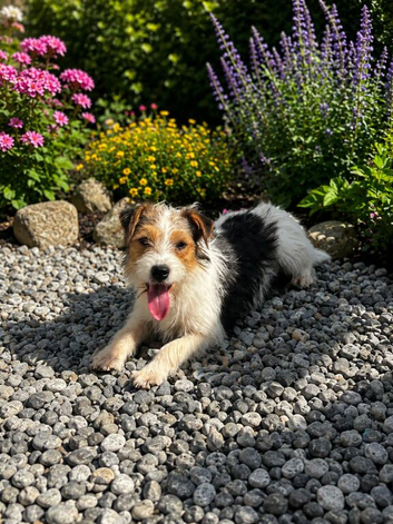Quality Parson Russell Terrier Bitch &ndash; 4 Months Old