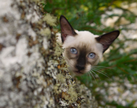 Adorable Siamese Kittens