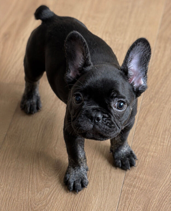 KC fluffy carrier 1 black boy