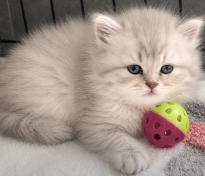 British Longhair Kittens