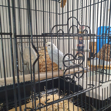 Male budgie and cage