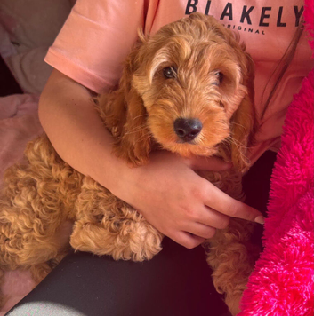 Quality Show  Cockapoo Puppies  reds and apricots