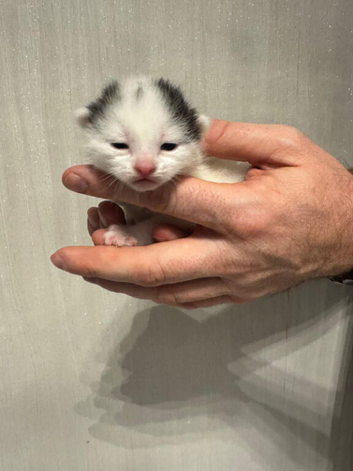 6 kittens