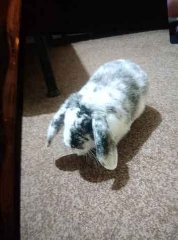 Male mimi lop for sale