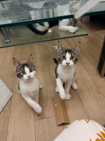 Half Maine Coon kittens