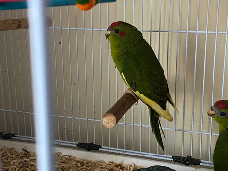 Hand reared Kākāriki Parrots