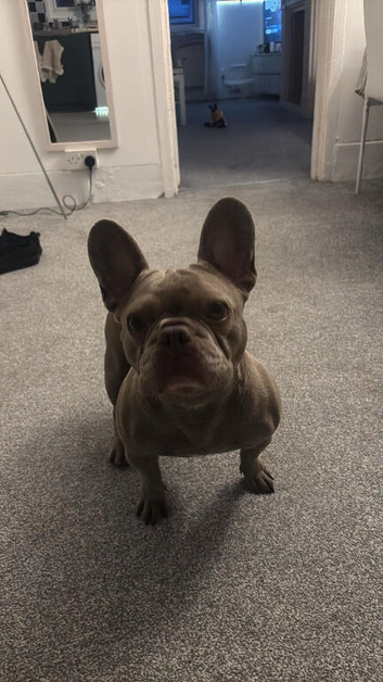hello, I'm looking for a French Bulldog dog
