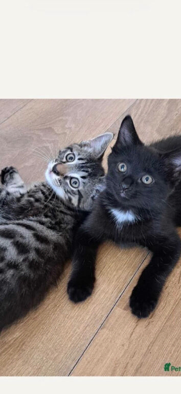 Beautiful Russian Blue X Kittens