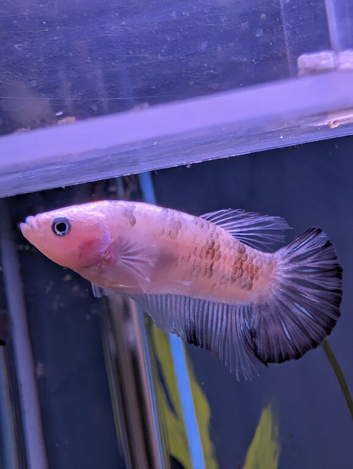 Male metta