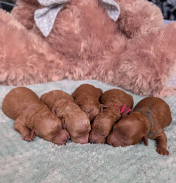 !Toy poodle puppies! HEALTH TESTED PARENTS