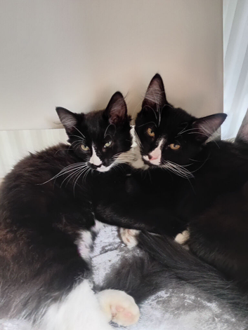 Last 2 kittens left 14 weeks old