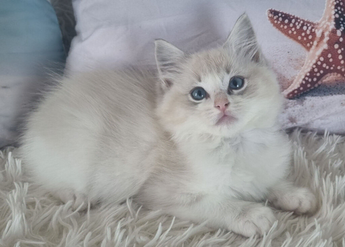 Beautiful TICA registered Ragdoll Kittens